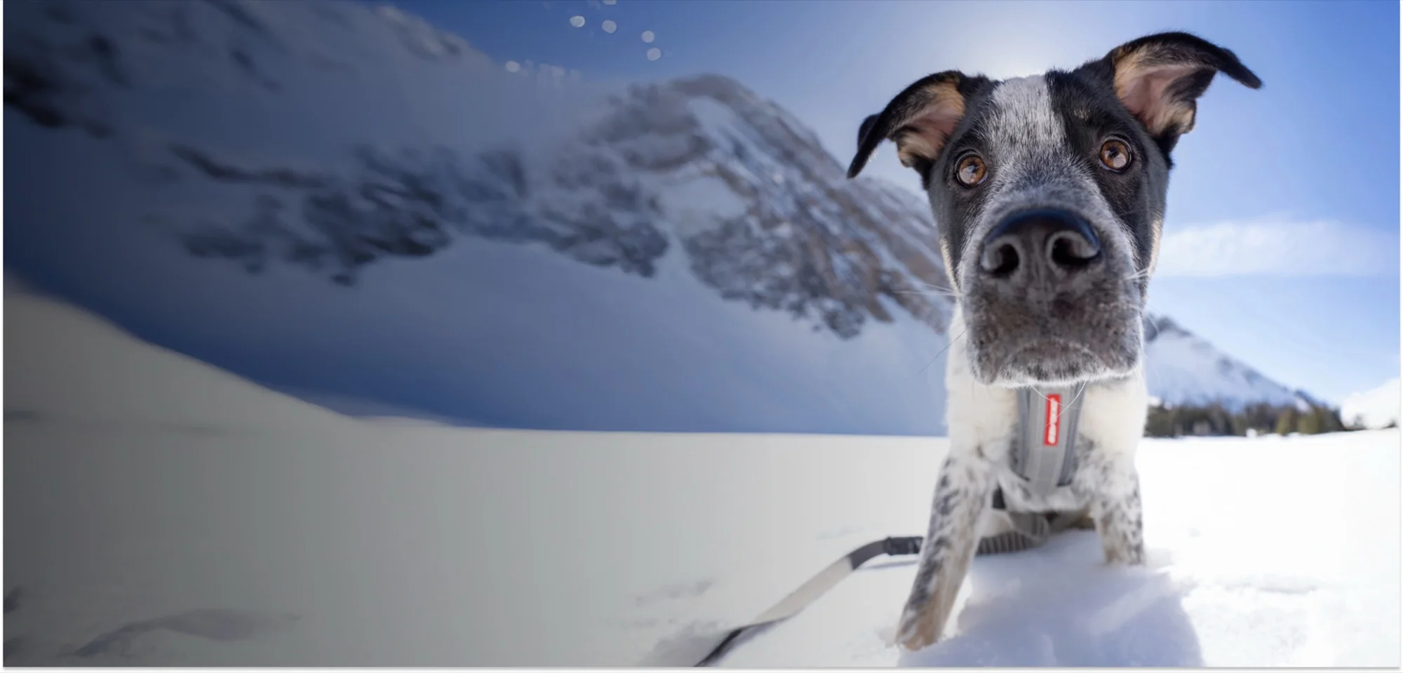 Elevate Your Dog's Daily Style
