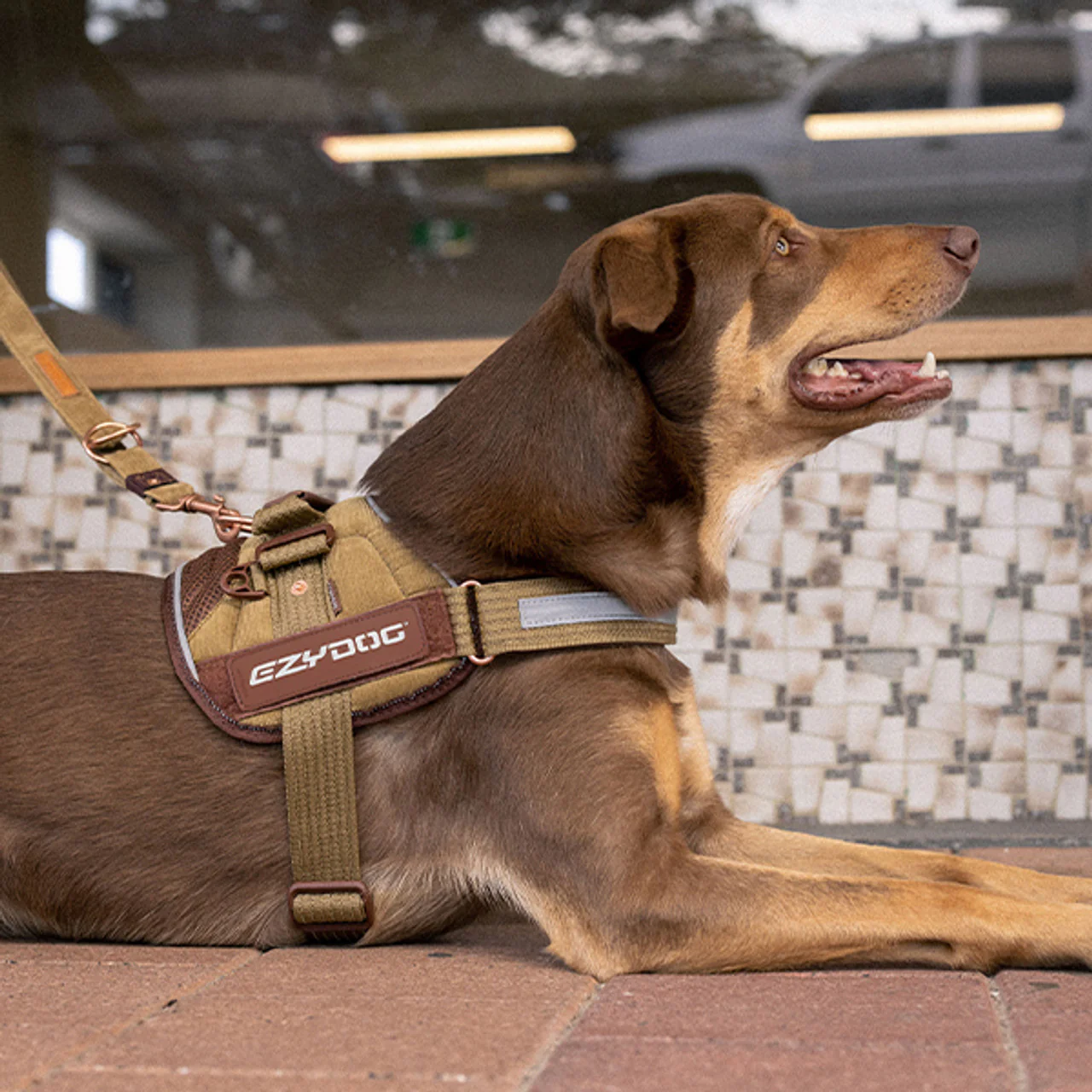 Convert™ Dog Harness - Image 9