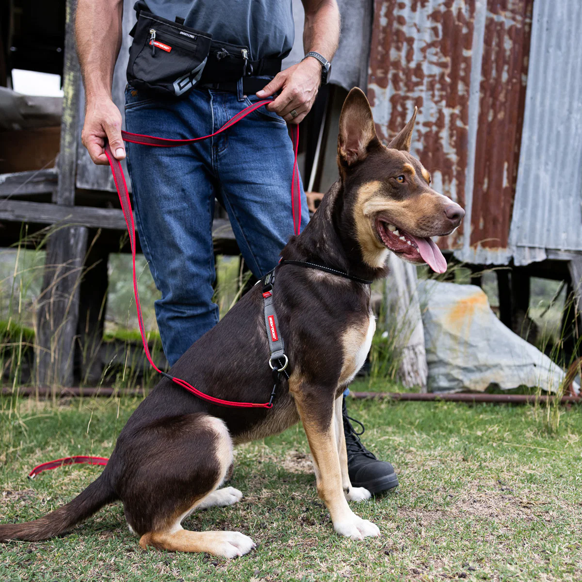Crosscheck™ Dog Harness - Image 10