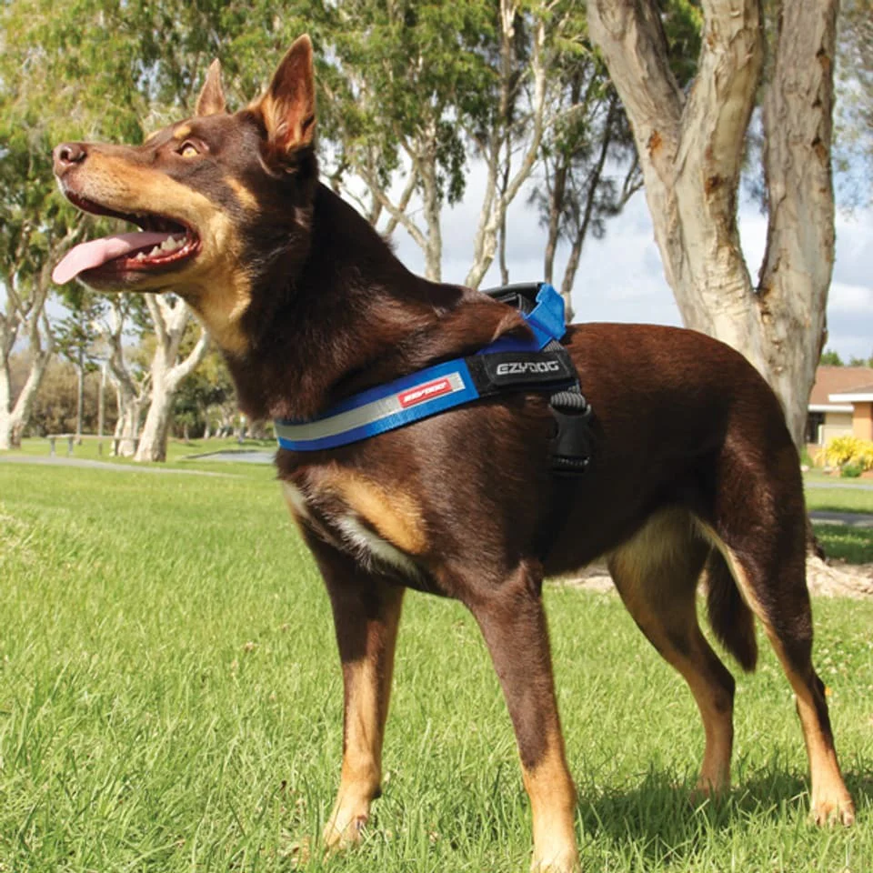 Express™ Dog Harness - Image 20