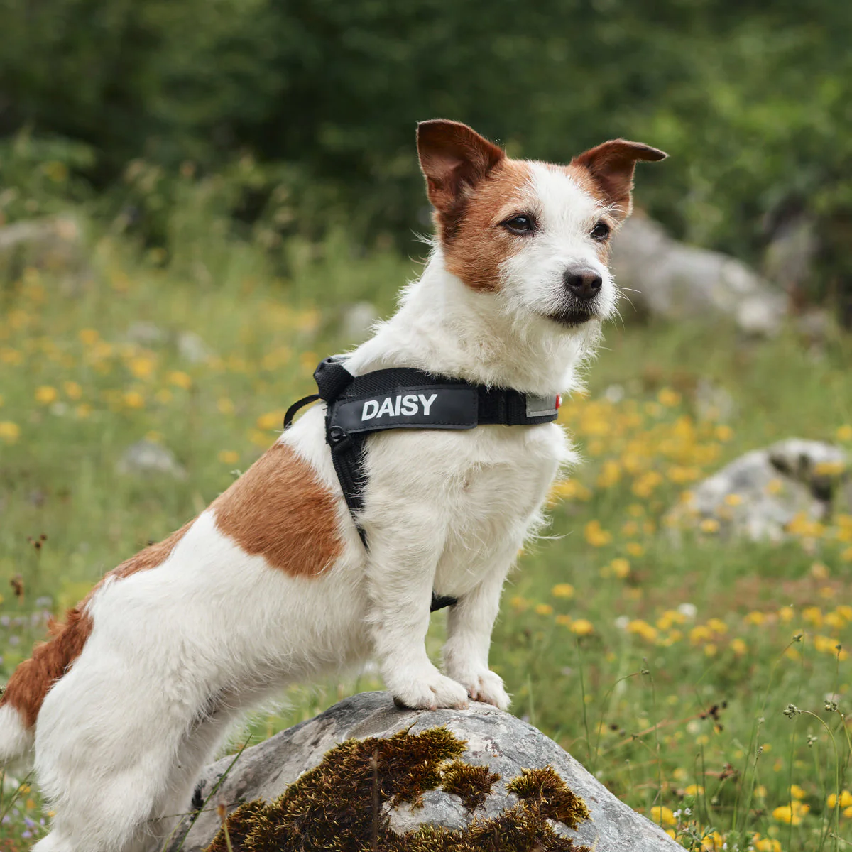 Express™ Dog Harness - Image 3