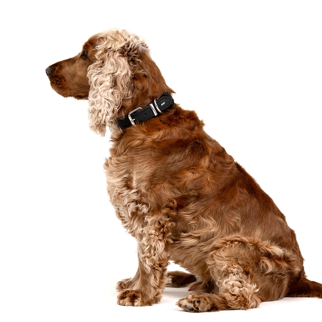 Oxford Leather - Classic Collar - Image 3