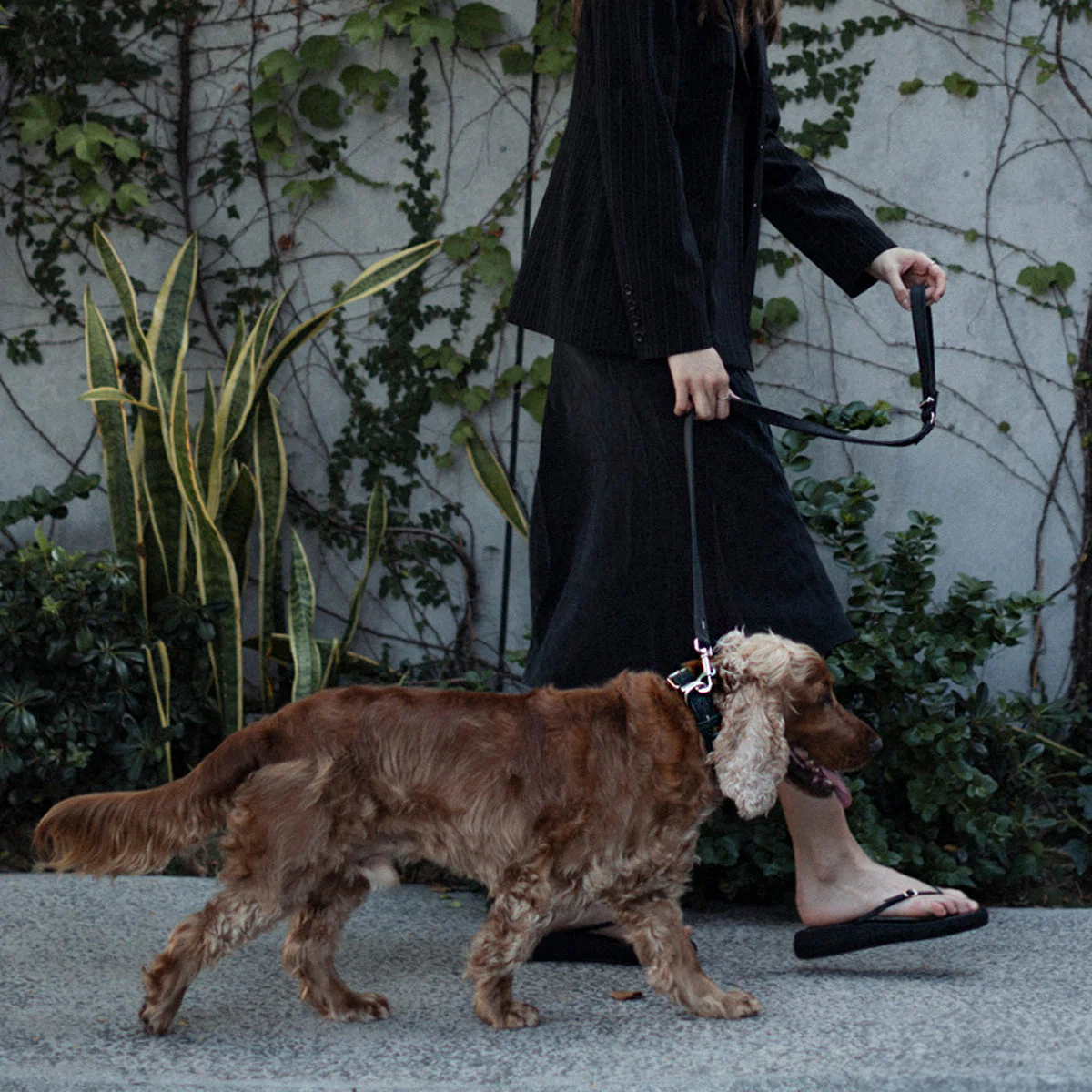 Oxford Leather - Classic Leash - Image 8