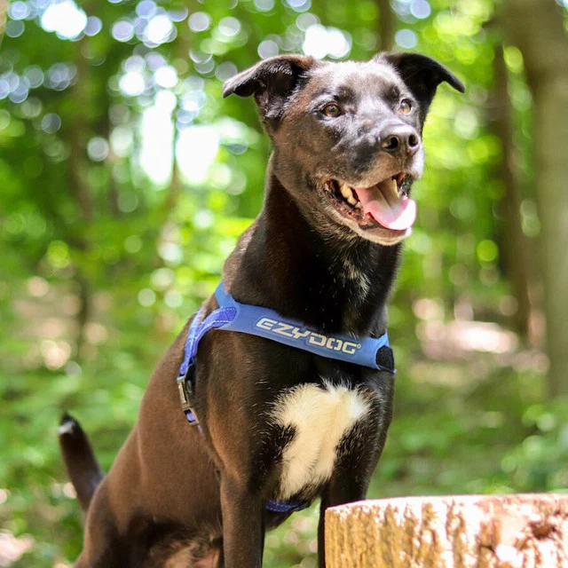 Quick Fit™ Dog Harness - Image 15