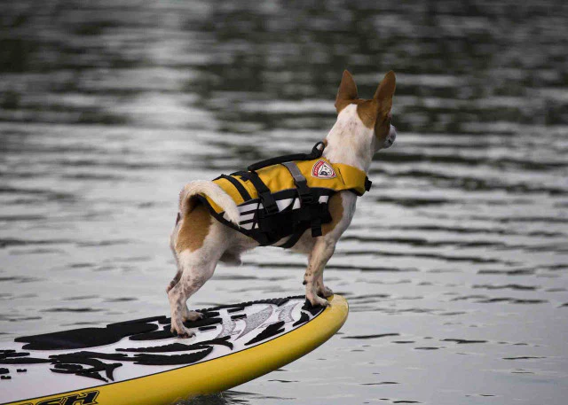 Micro DFD™ Life Jacket - Image 3