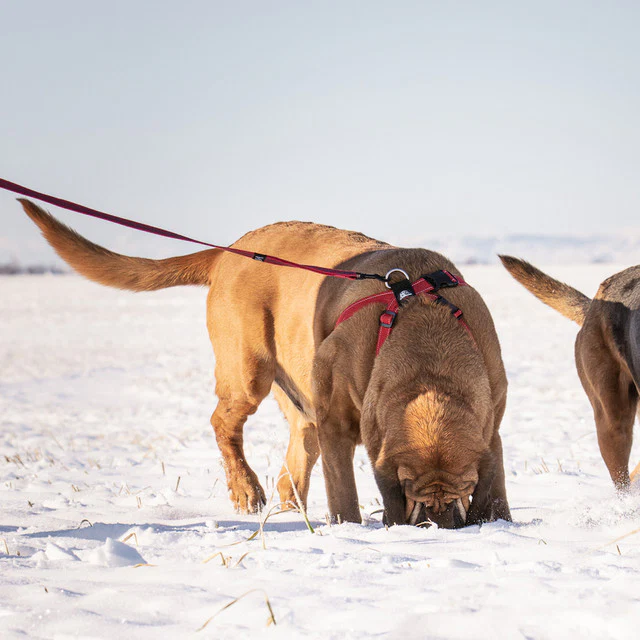 Track 'N' Train™ Leash - Image 7