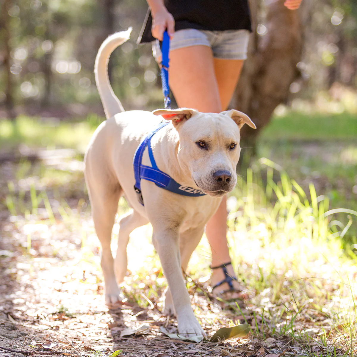 Walking Bundle - Image 4