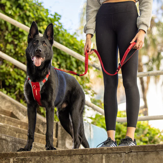 X-Link™ Dog Harness - Image 15