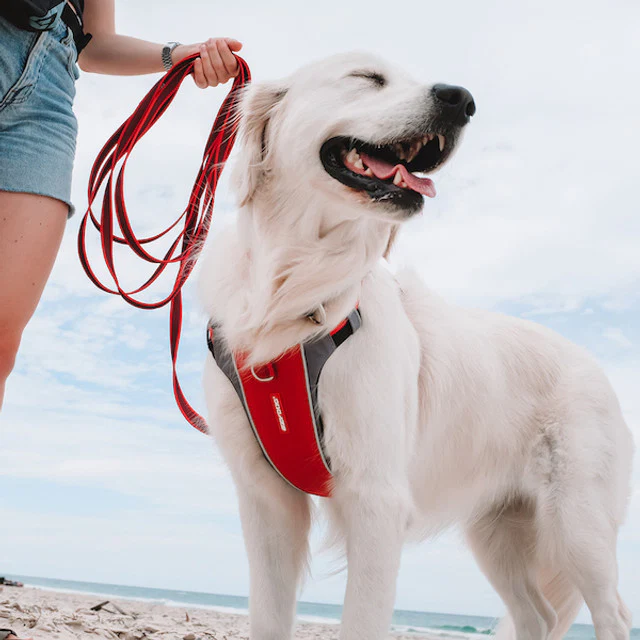 X-Link™ Dog Harness - Image 3